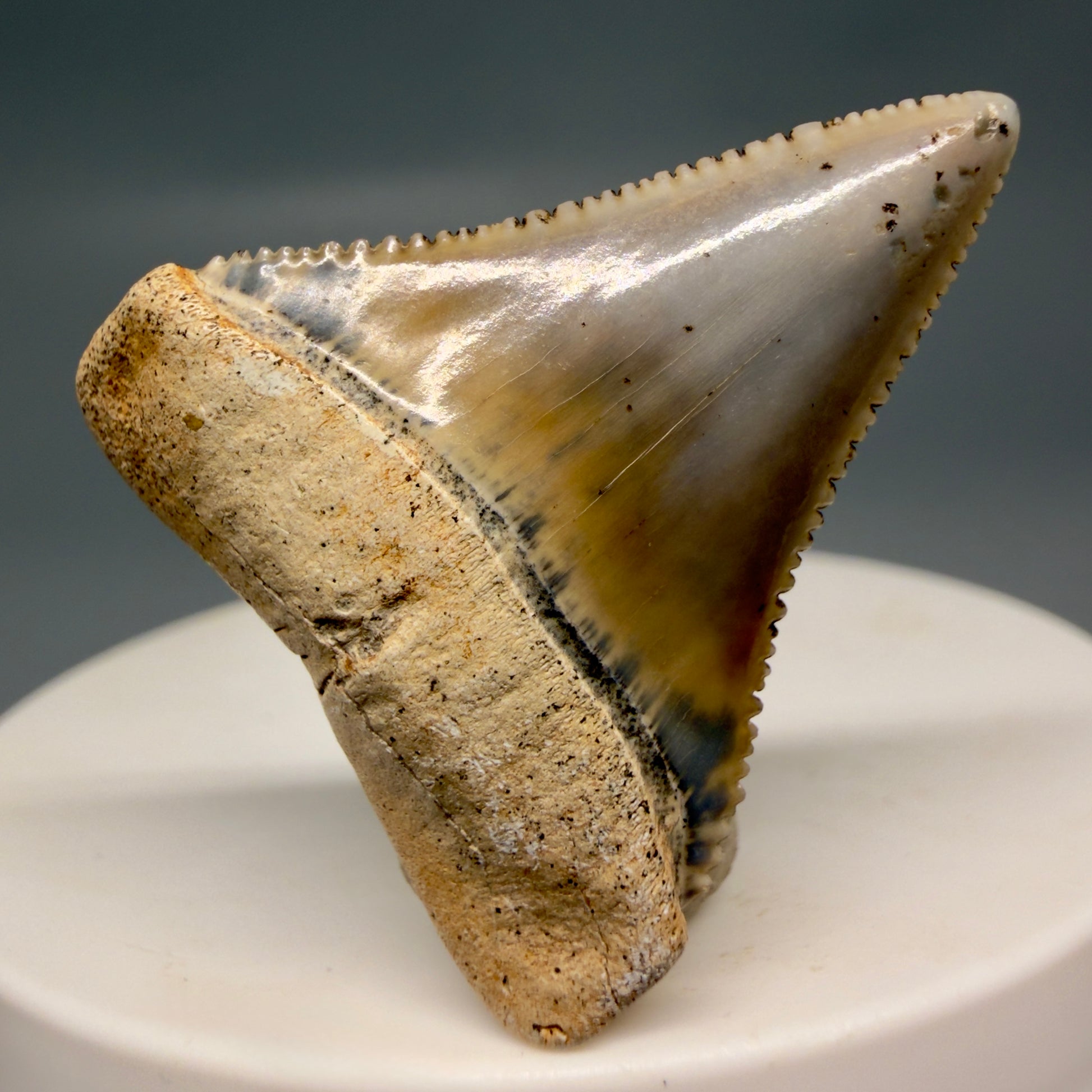 Front View Outstanding 1.38" long Fossil Great White Tooth from the deserts of Peru GW1318