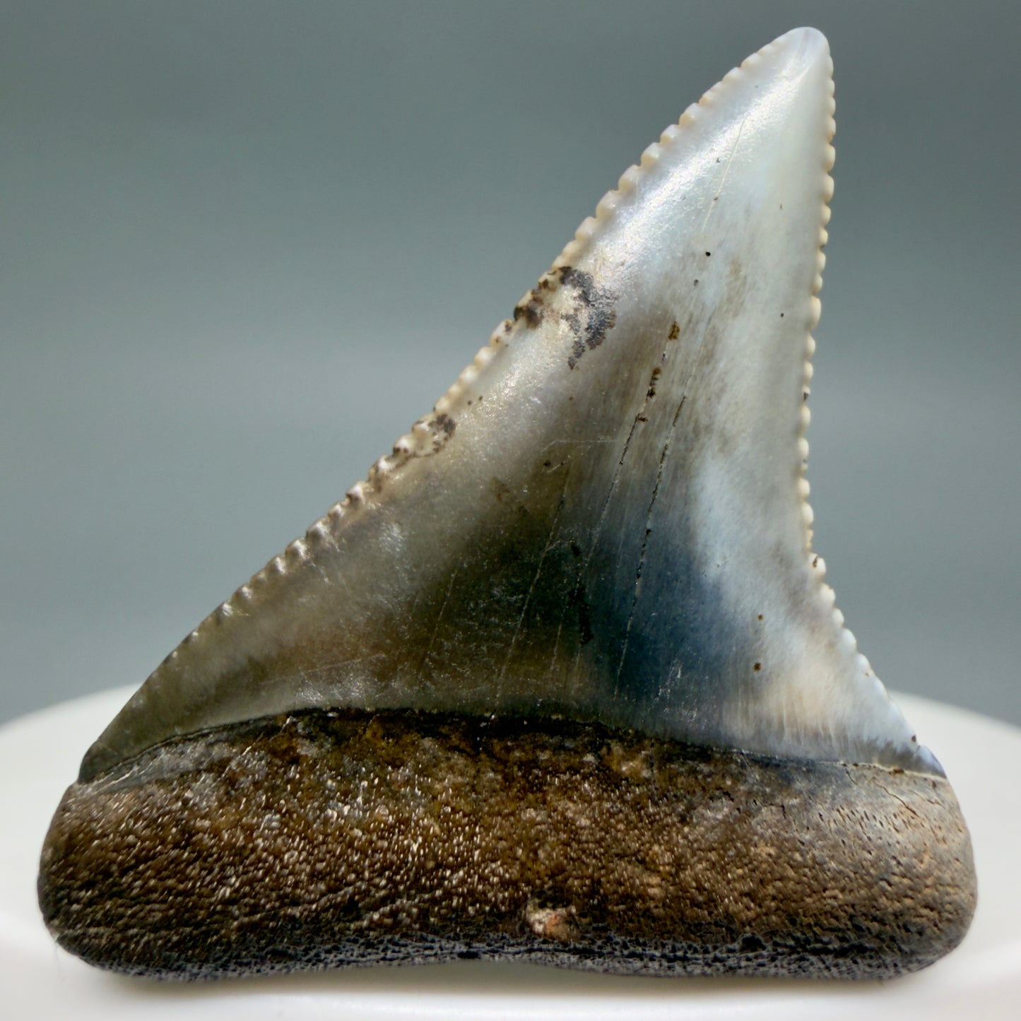 Front View Outstanding 1.56" long Fossil Great White Tooth from the deserts of Peru GW1336