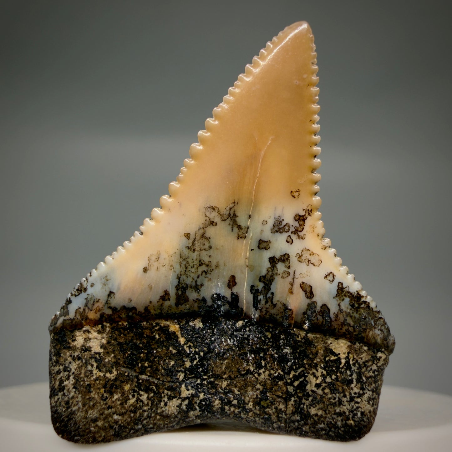 Back View Outstanding, collector's quality 1.56" long Fossil Great White Tooth from the deserts of Peru GW1319
