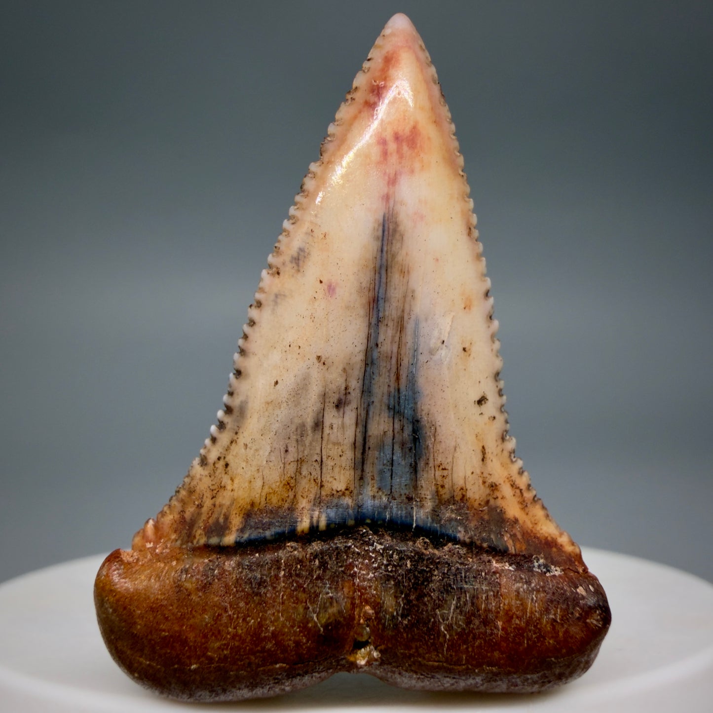 Front View Outstanding, collector's quality 1.61" long Fossil Great White Tooth from the deserts of Peru GW1337