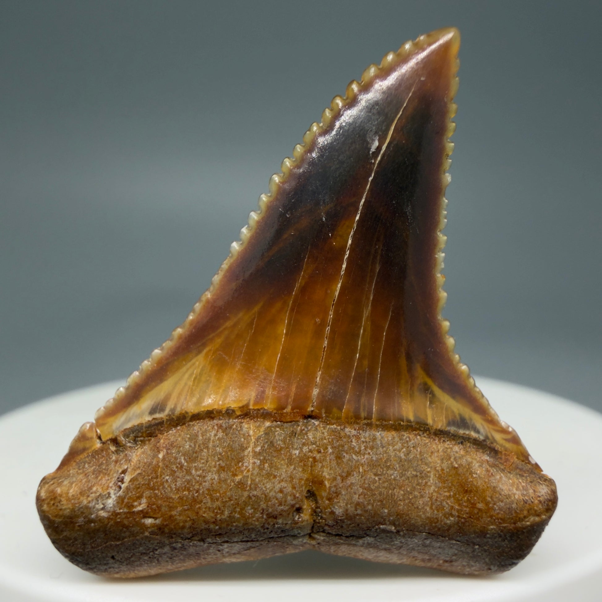 Front View Outstanding, colorful 1.43" Fossil Great White Tooth from Sacaco, Peru GW1274