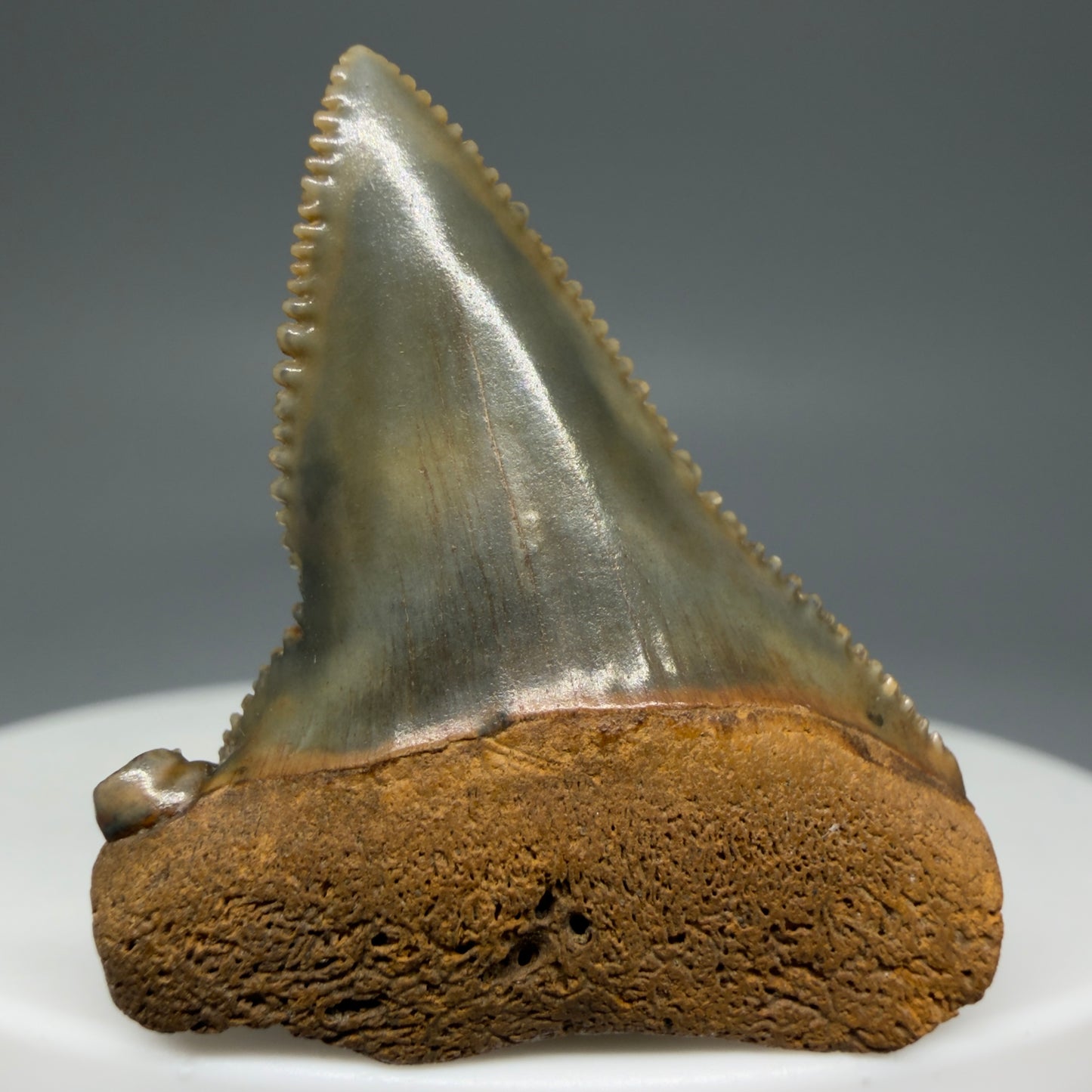 Front View Outstanding, colorful, deformed 1.31" Fossil Great White Tooth from Cooper River, SC GW1270