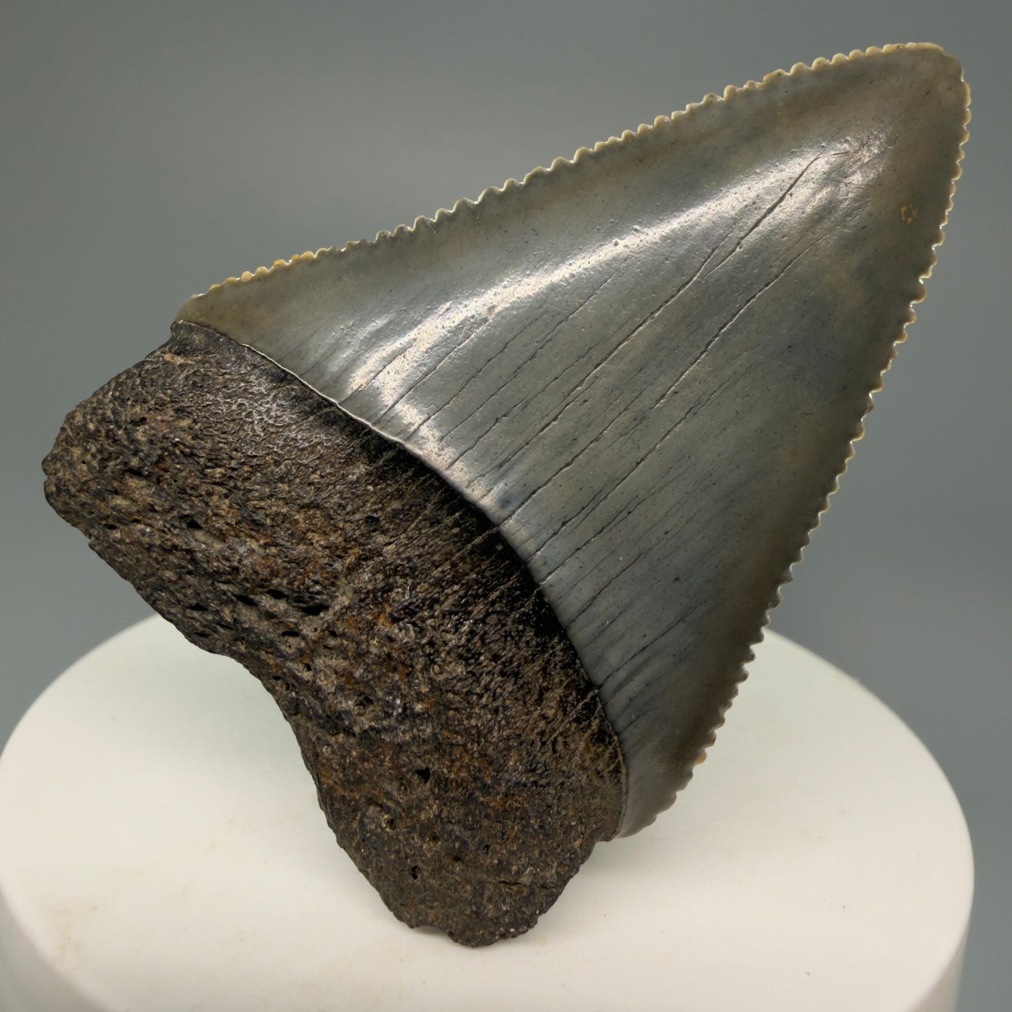 Front View Outstanding large size, sharply serrated 2.29" Fossil Great White Tooth for Sale GW1245 