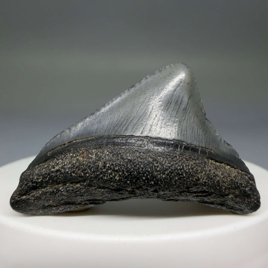 Front View Posterior 1.51" Fossil Megalodon Tooth – South Carolina River Find | Authentic megalodonteeth.com CM677