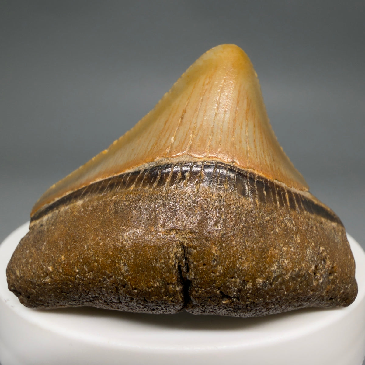 Front View Posterior 1.86" Fossil Megalodon Tooth - Authentic Carcharocles megalodon Fossil from North Carolina megalodonteeth.com CM6614