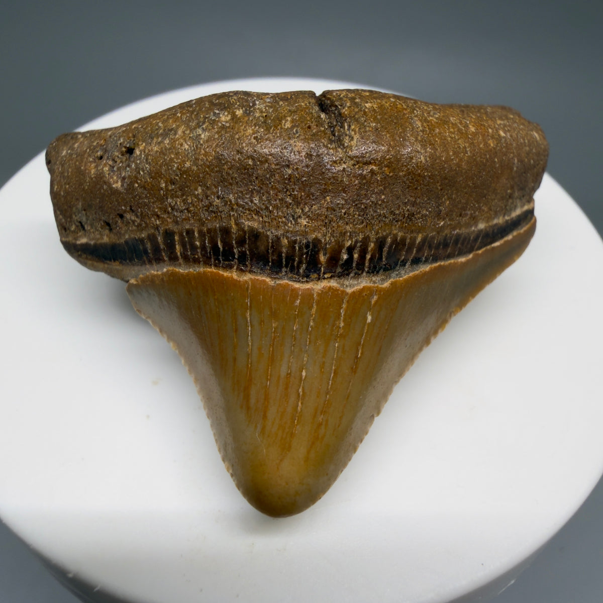 Front View Posterior 1.86" Fossil Megalodon Tooth - Authentic Carcharocles megalodon Fossil from North Carolina megalodonteeth.com CM6614 - 1