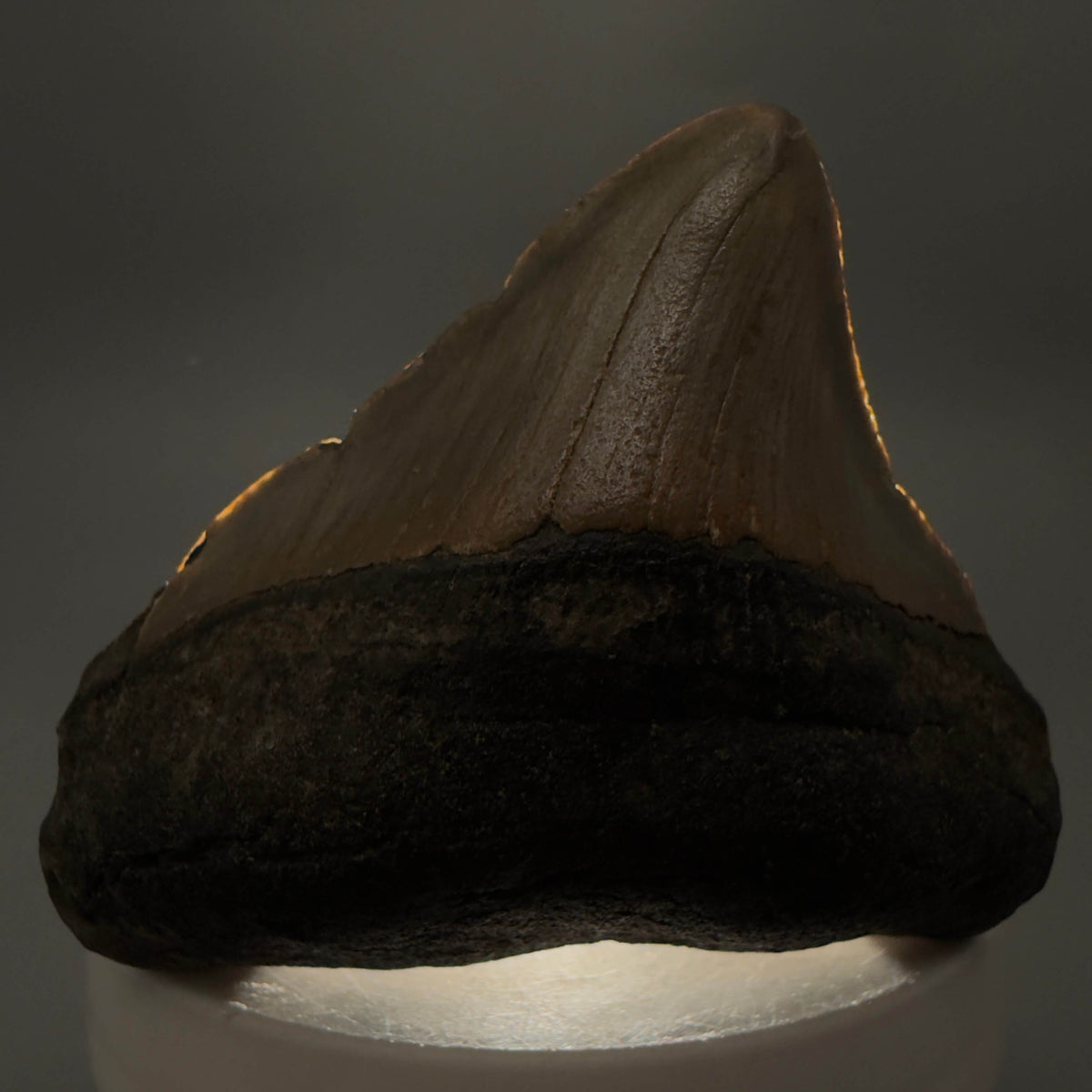 Front View Posterior 2.39" Fossil Megalodon Tooth - Authentic Carcharocles megalodon Fossil from North Carolina megalodonteeth.com CM6787 - 1