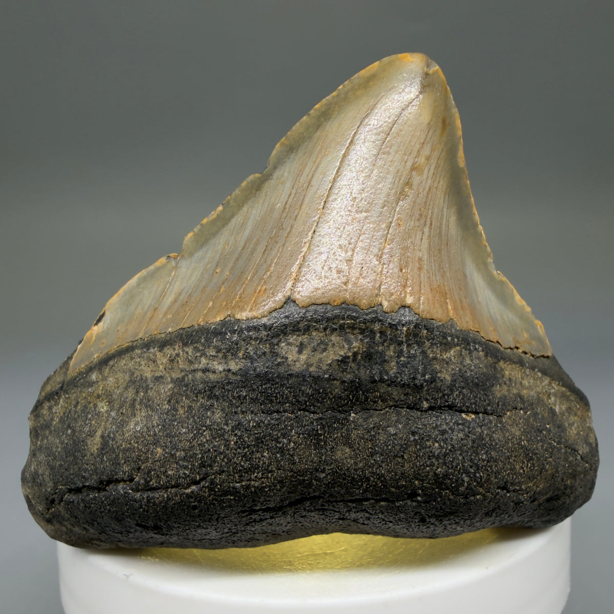 Front View Posterior 2.39" Fossil Megalodon Tooth - Authentic Carcharocles megalodon Fossil from North Carolina megalodonteeth.com CM6787 - 2