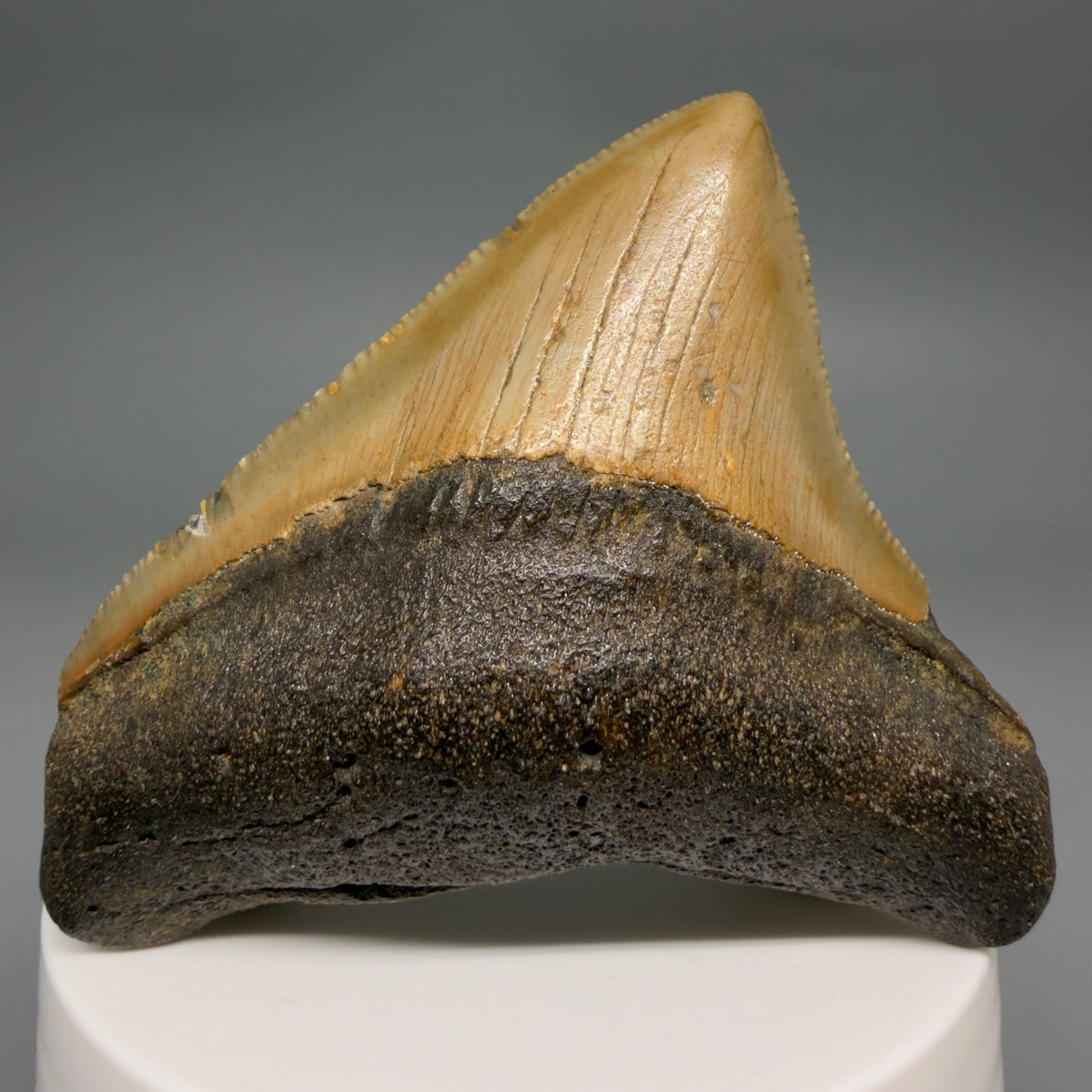 Front View Posterior 2.48" Fossil Megalodon Tooth - Authentic Carcharocles megalodon Fossil from North Carolina megalodonteeth.com CM6633