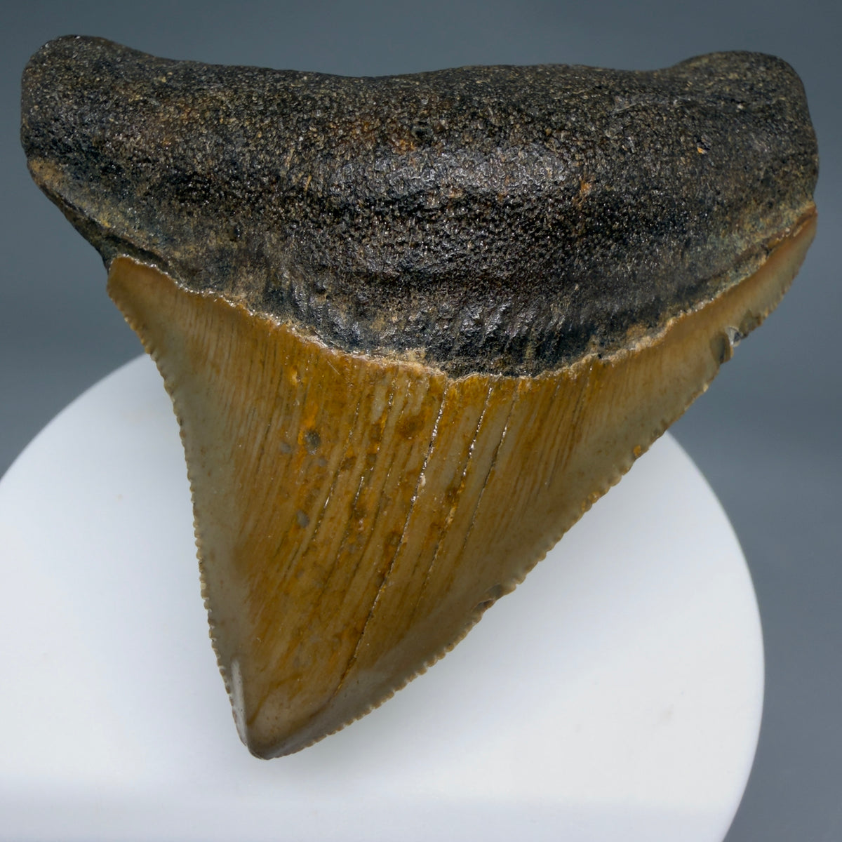Front View Posterior 2.48" Fossil Megalodon Tooth - Authentic Carcharocles megalodon Fossil from North Carolina megalodonteeth.com CM6633 - 1 