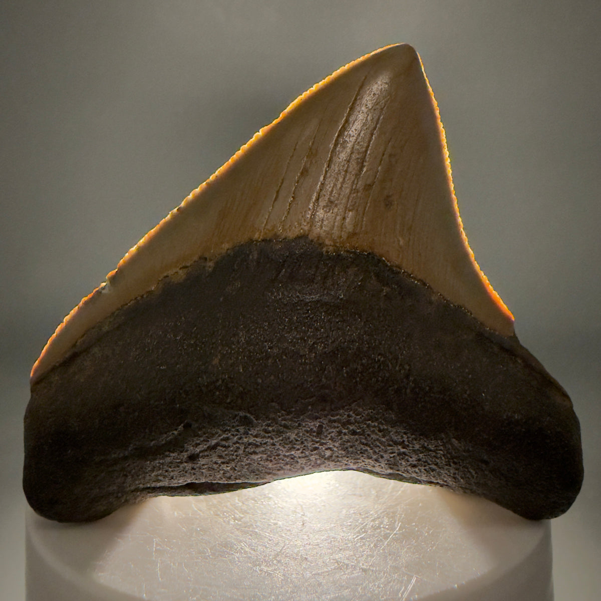 Front View Posterior 2.48" Fossil Megalodon Tooth - Authentic Carcharocles megalodon Fossil from North Carolina megalodonteeth.com CM6633 - 2