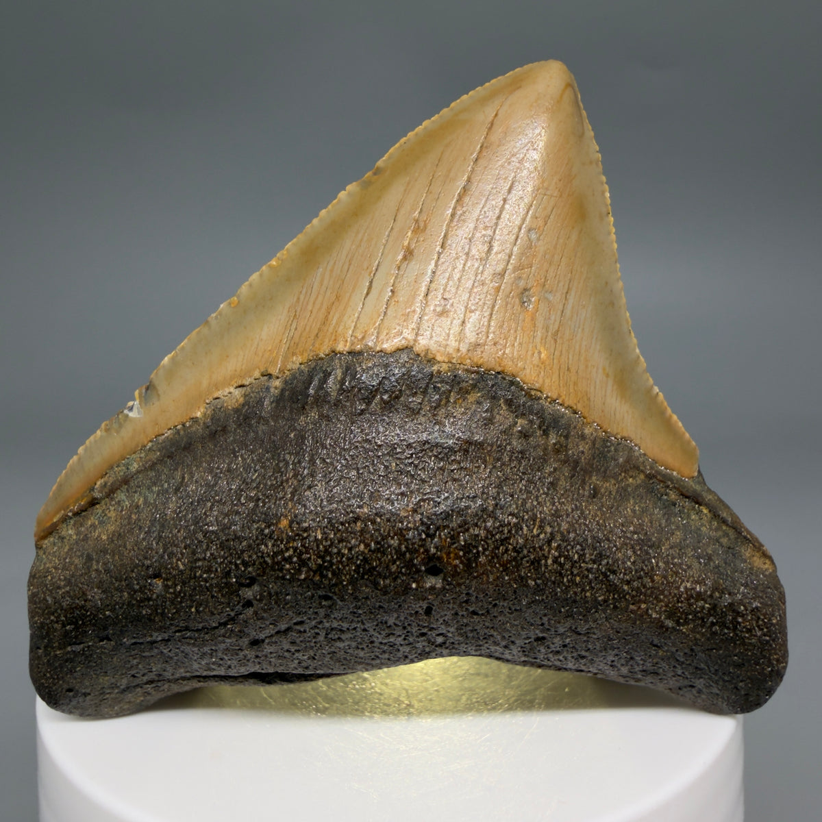 Front View Posterior 2.48" Fossil Megalodon Tooth - Authentic Carcharocles megalodon Fossil from North Carolina megalodonteeth.com CM6633 - 3