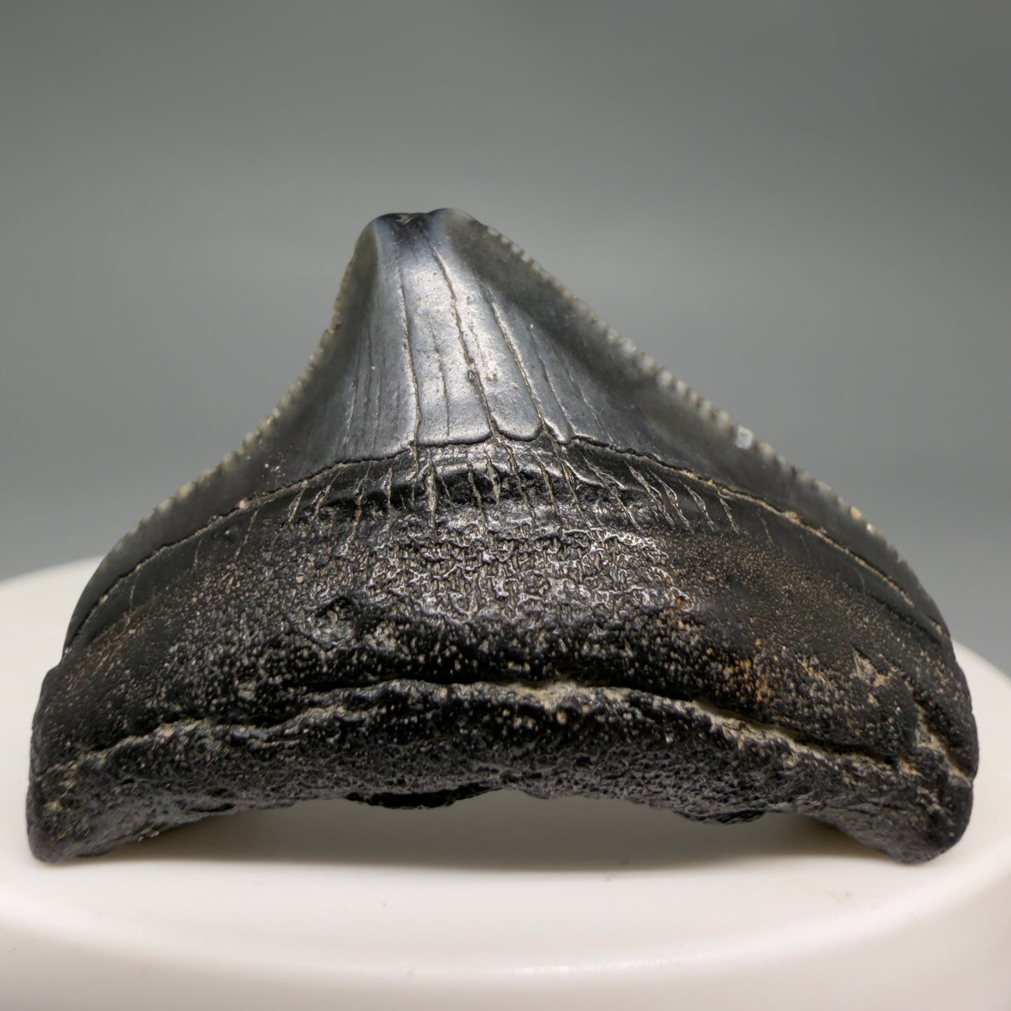 Front View Posterior, serrated 1.43" Fossil Megalodon Tooth from South Carolina megalodonteeth.com CM6534