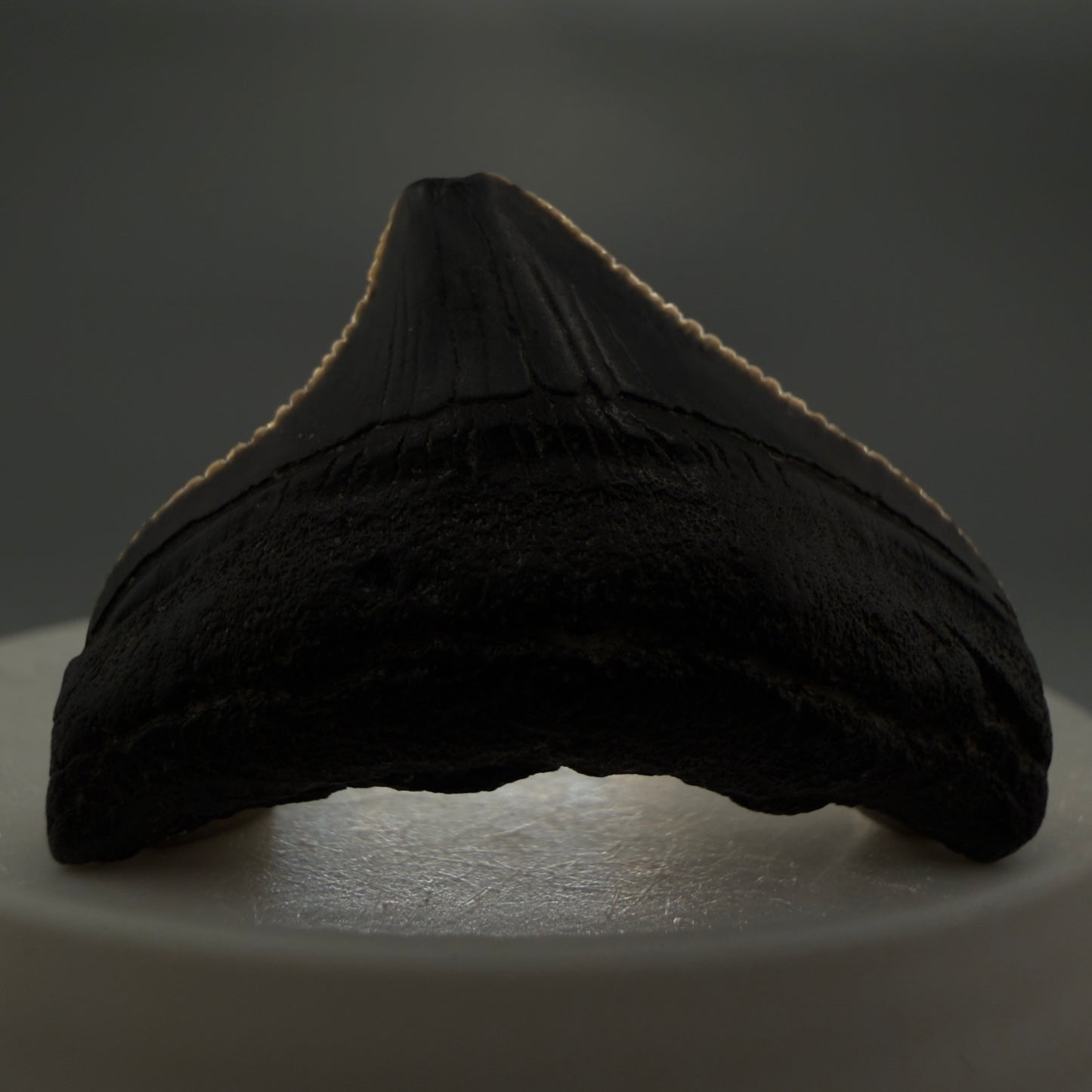 Front View Posterior, serrated 1.43" Fossil Megalodon Tooth from South Carolina megalodonteeth.com CM6534 - 1