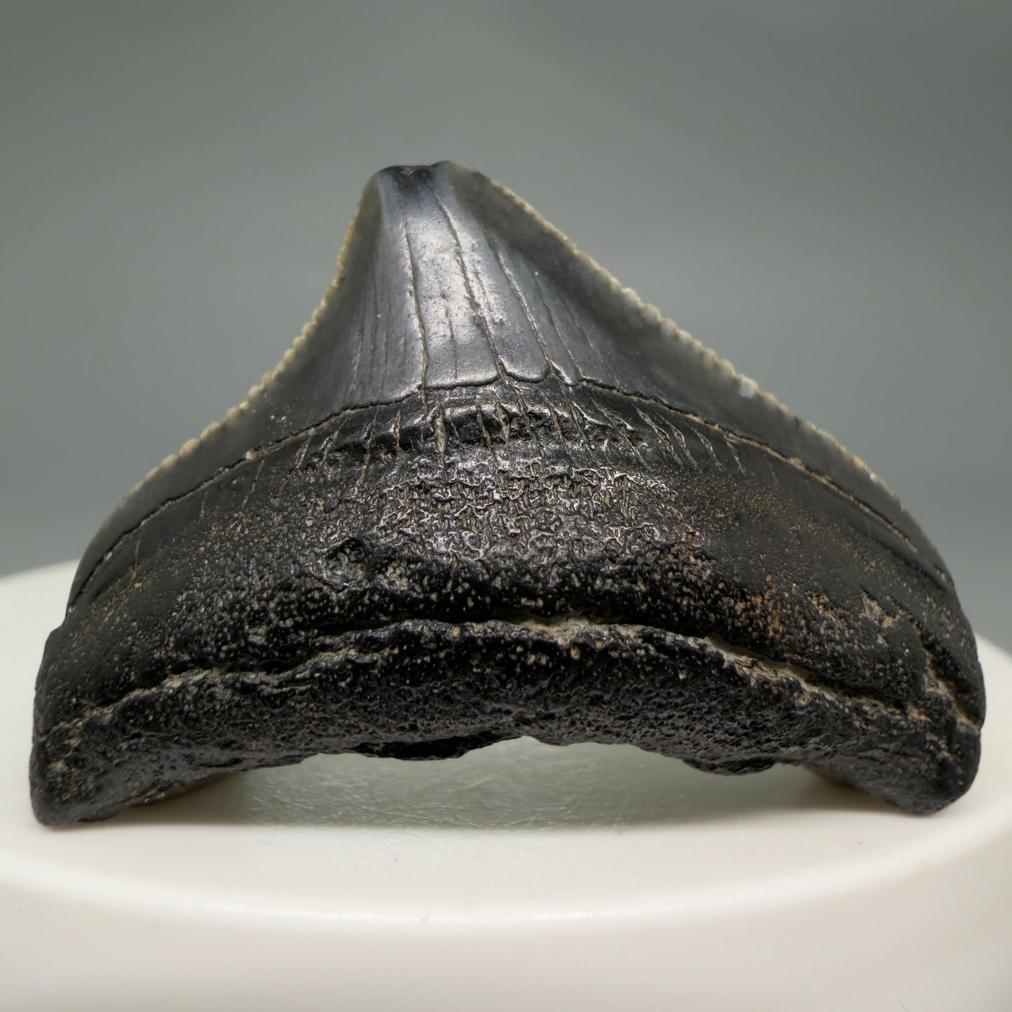 Front View Posterior, serrated 1.43" Fossil Megalodon Tooth from South Carolina megalodonteeth.com CM6534 - 2