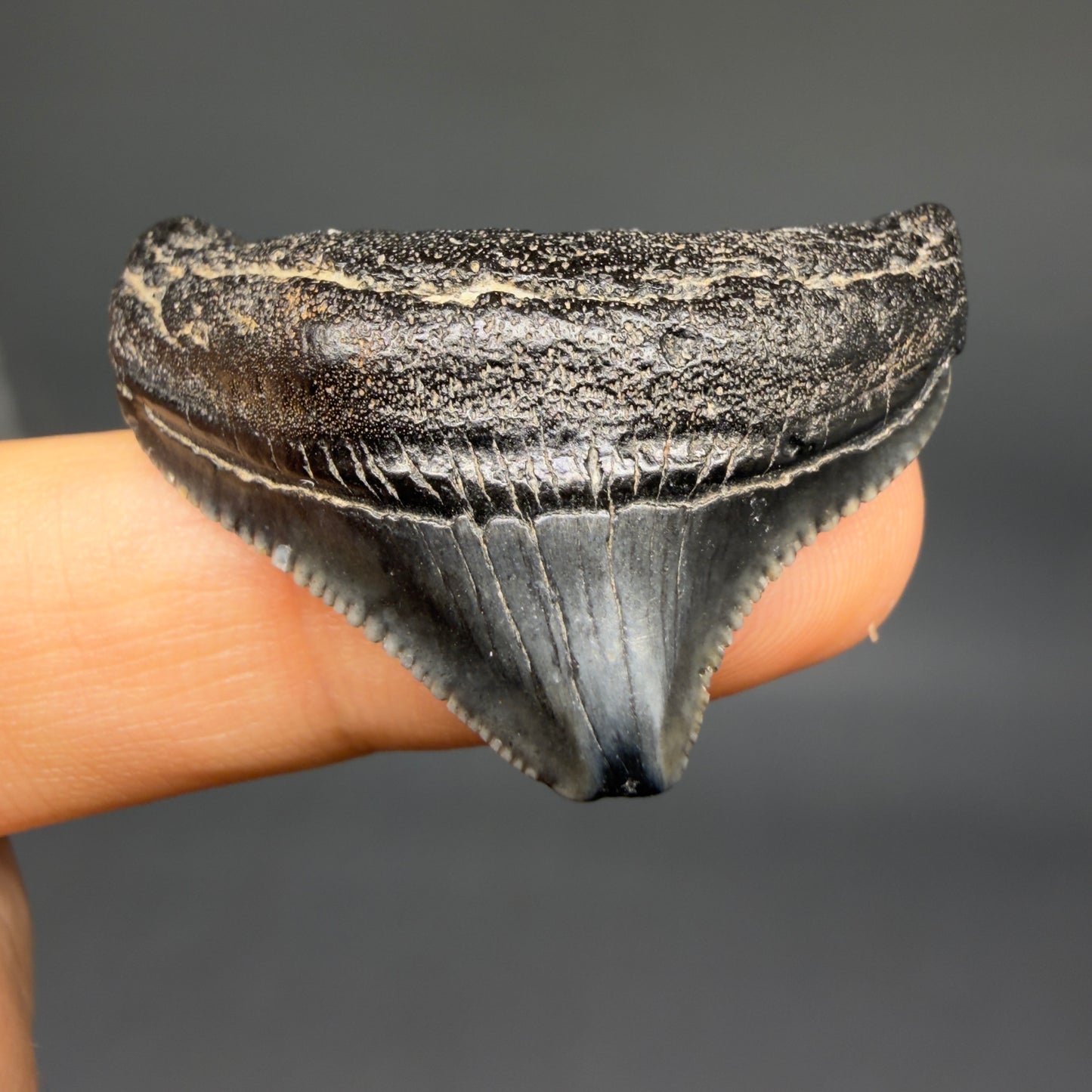 Front View Posterior, serrated 1.43" Fossil Megalodon Tooth from South Carolina megalodonteeth.com CM6534 - 3