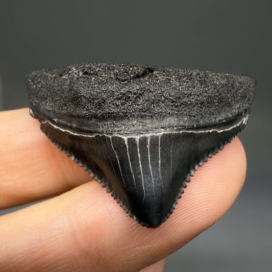 Front View Posterior, sharply serrated 1.40" Fossil Megalodon Tooth – South Carolina River Find | Authentic megalodonteeth.com CM6774