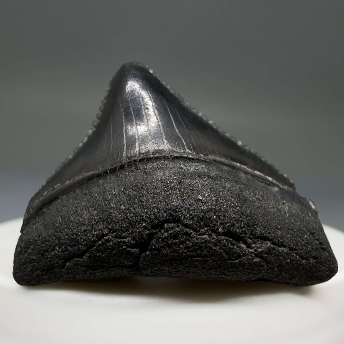 Front View Posterior, sharply serrated 1.40" Fossil Megalodon Tooth – South Carolina River Find | Authentic megalodonteeth.com CM6774 - 1