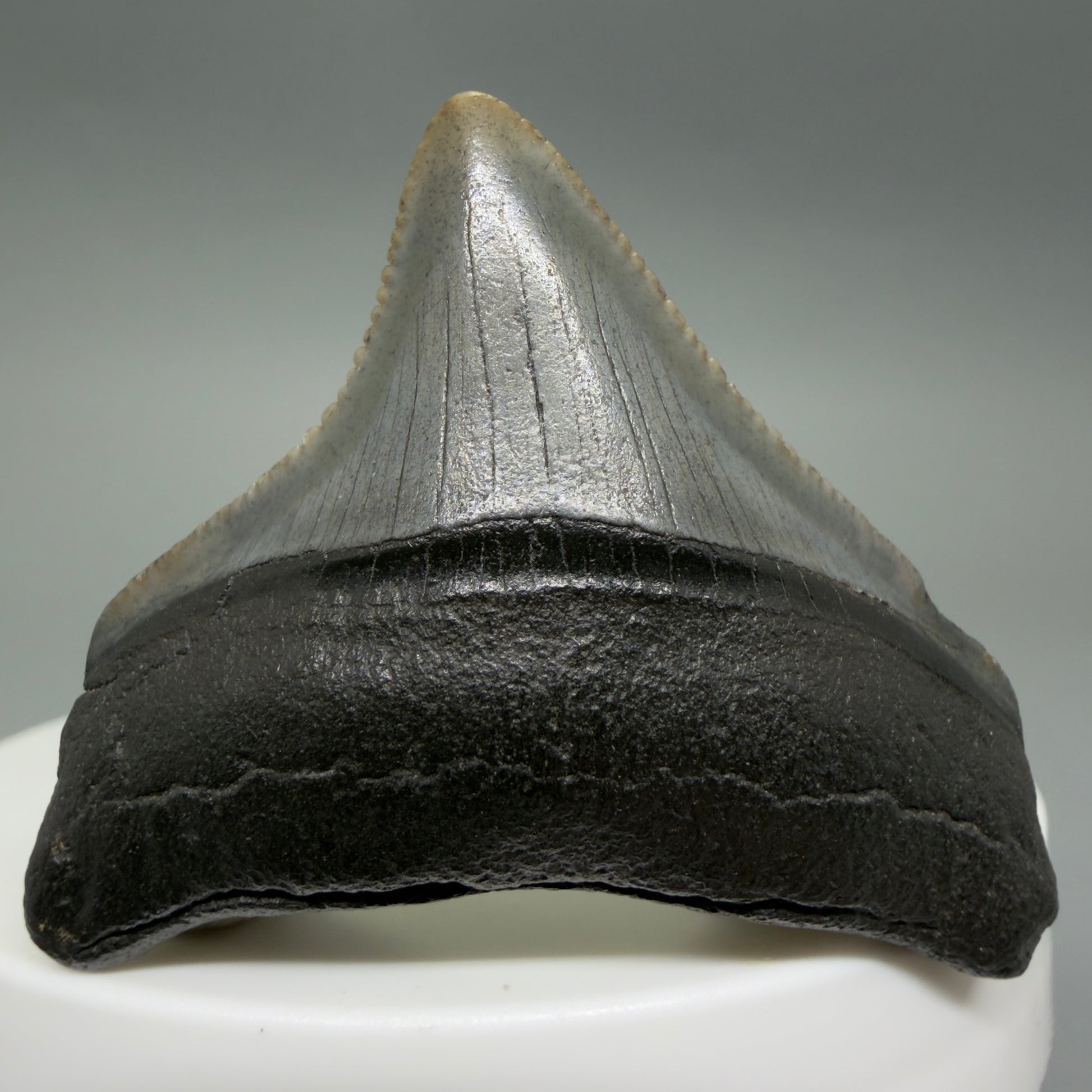 Front View Posterior, sharply serrated 1.68" Fossil Megalodon Tooth – South Carolina River Find | Authentic CM6388