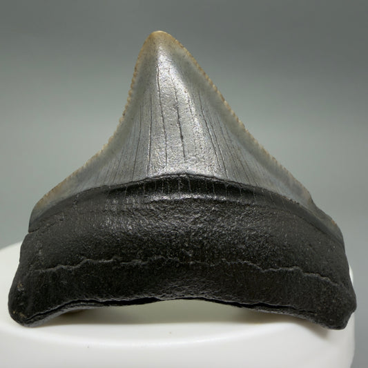 Front View Posterior, sharply serrated 1.68" Fossil Megalodon Tooth – South Carolina River Find | Authentic CM6388