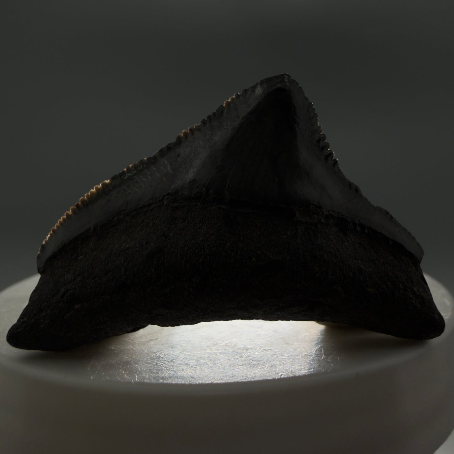 Front View Posterior, sharply serrated 1.82" Fossil Megalodon Tooth from South Carolina CM6479 - 1
