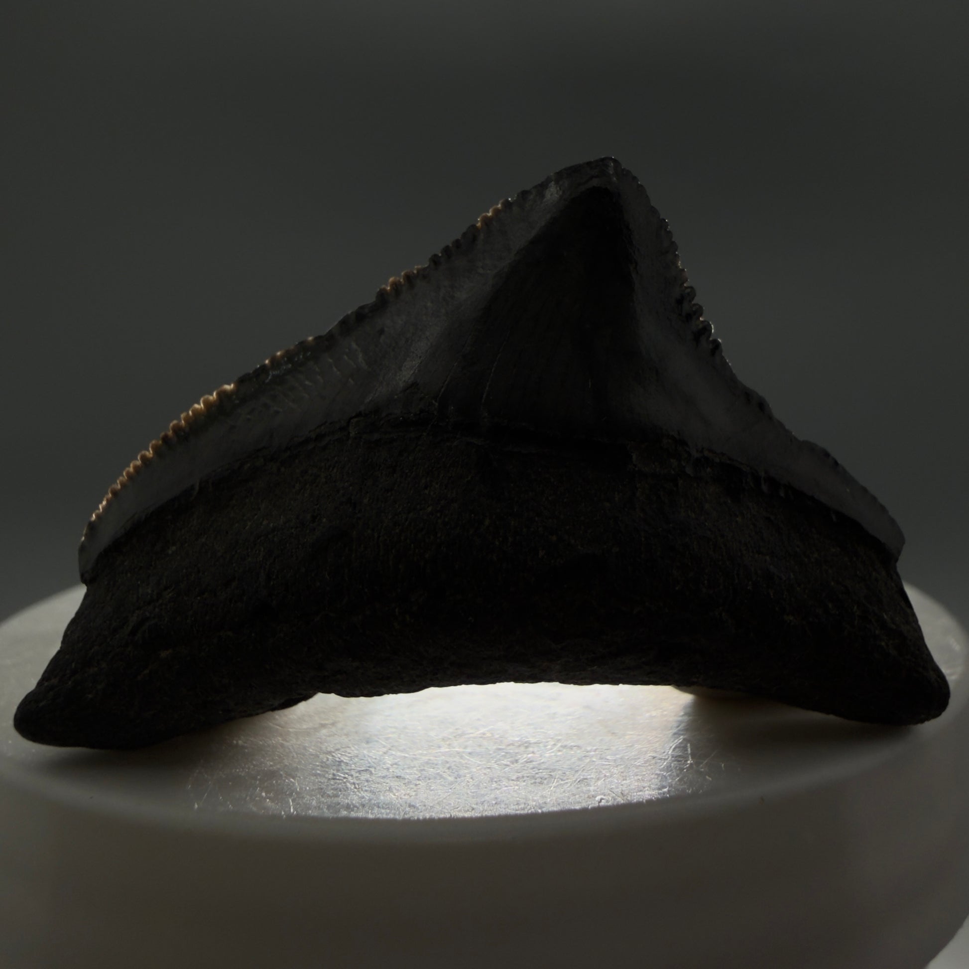 Front View Posterior, sharply serrated 1.82" Fossil Megalodon Tooth from South Carolina CM6479 - 1