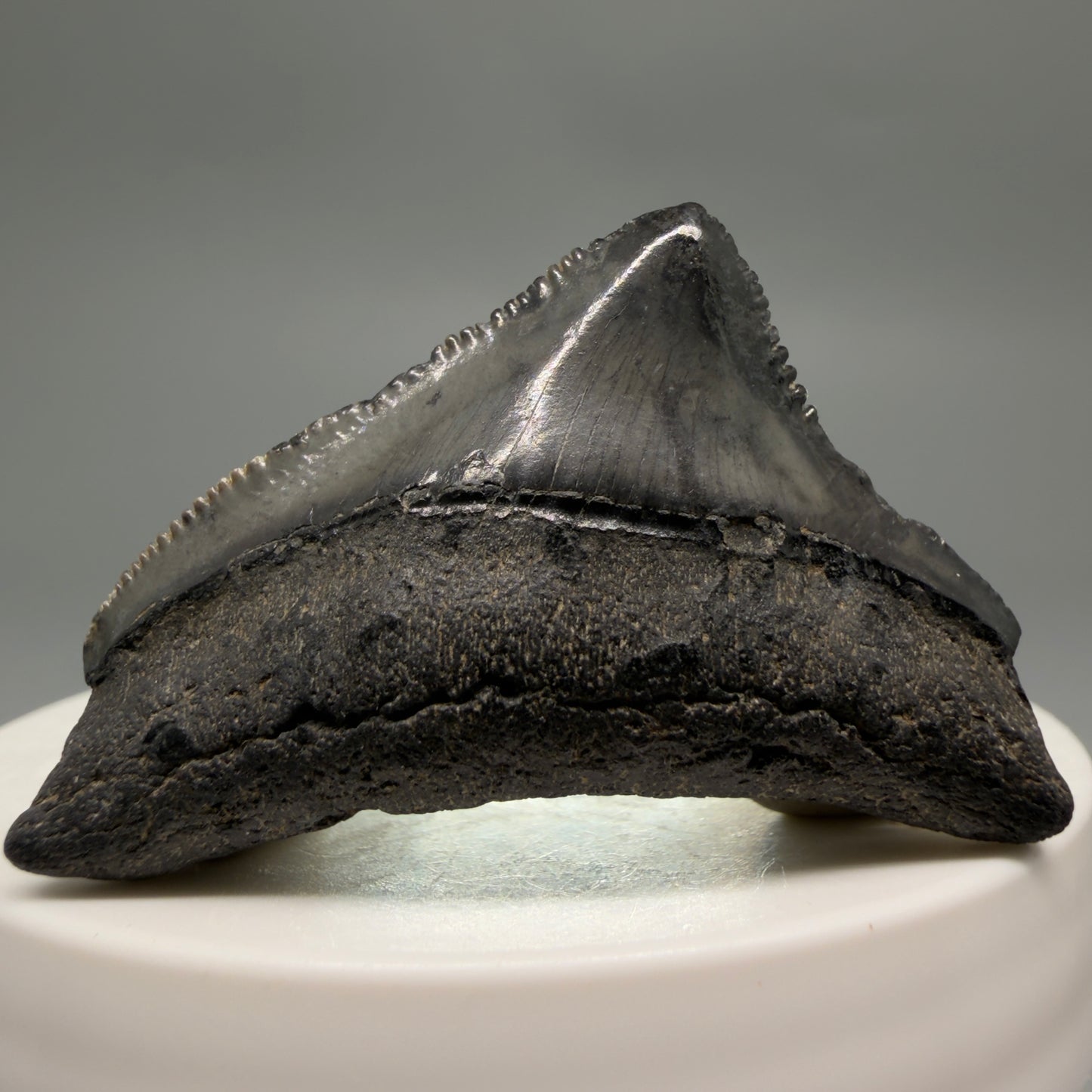 Front View Posterior, sharply serrated 1.82" Fossil Megalodon Tooth from South Carolina CM6479 - 2
