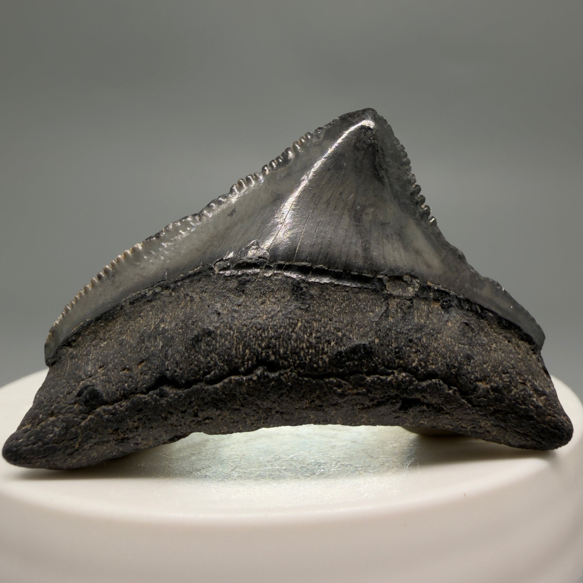 Front View Posterior, sharply serrated 1.82" Fossil Megalodon Tooth from South Carolina CM6479 - 2