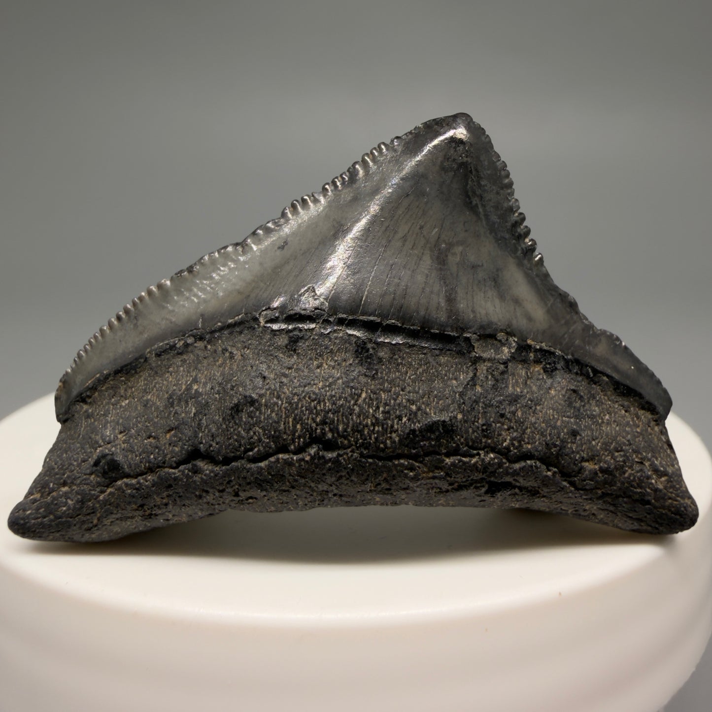 Front View Posterior, sharply serrated 1.82" Fossil Megalodon Tooth from South Carolina CM6479