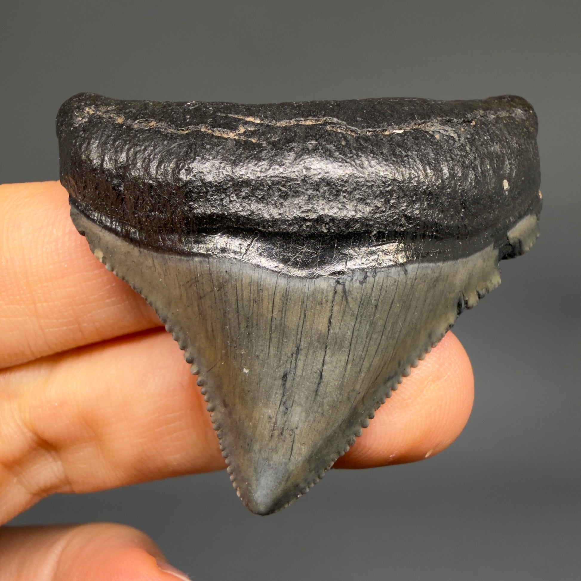 Front View Posterior, sharply serrated 1.87" Fossil Megalodon Tooth – South Carolina River Find | Authentic megalodonteeth.com CM6545