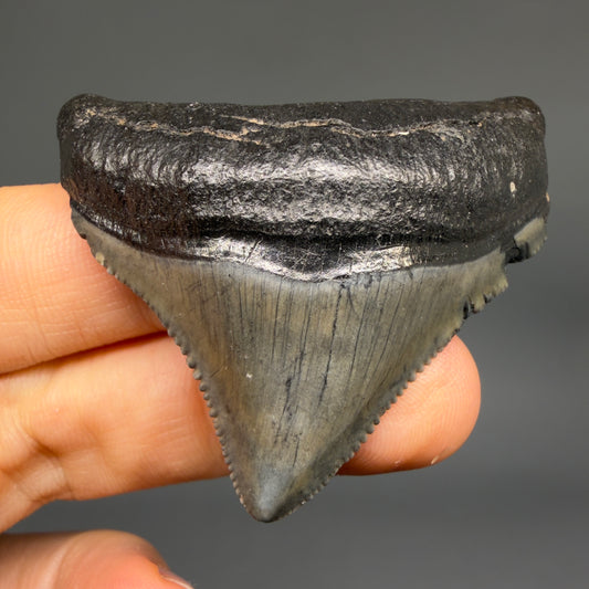 Front View Posterior, sharply serrated 1.87" Fossil Megalodon Tooth – South Carolina River Find | Authentic megalodonteeth.com CM6545