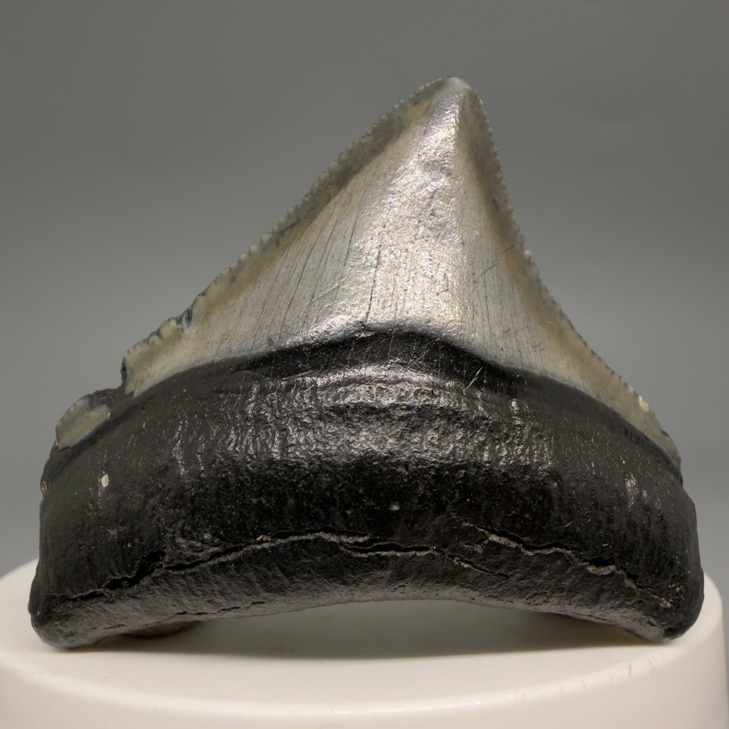 Front View Posterior, sharply serrated 1.87" Fossil Megalodon Tooth – South Carolina River Find | Authentic megalodonteeth.com CM6545 - 1