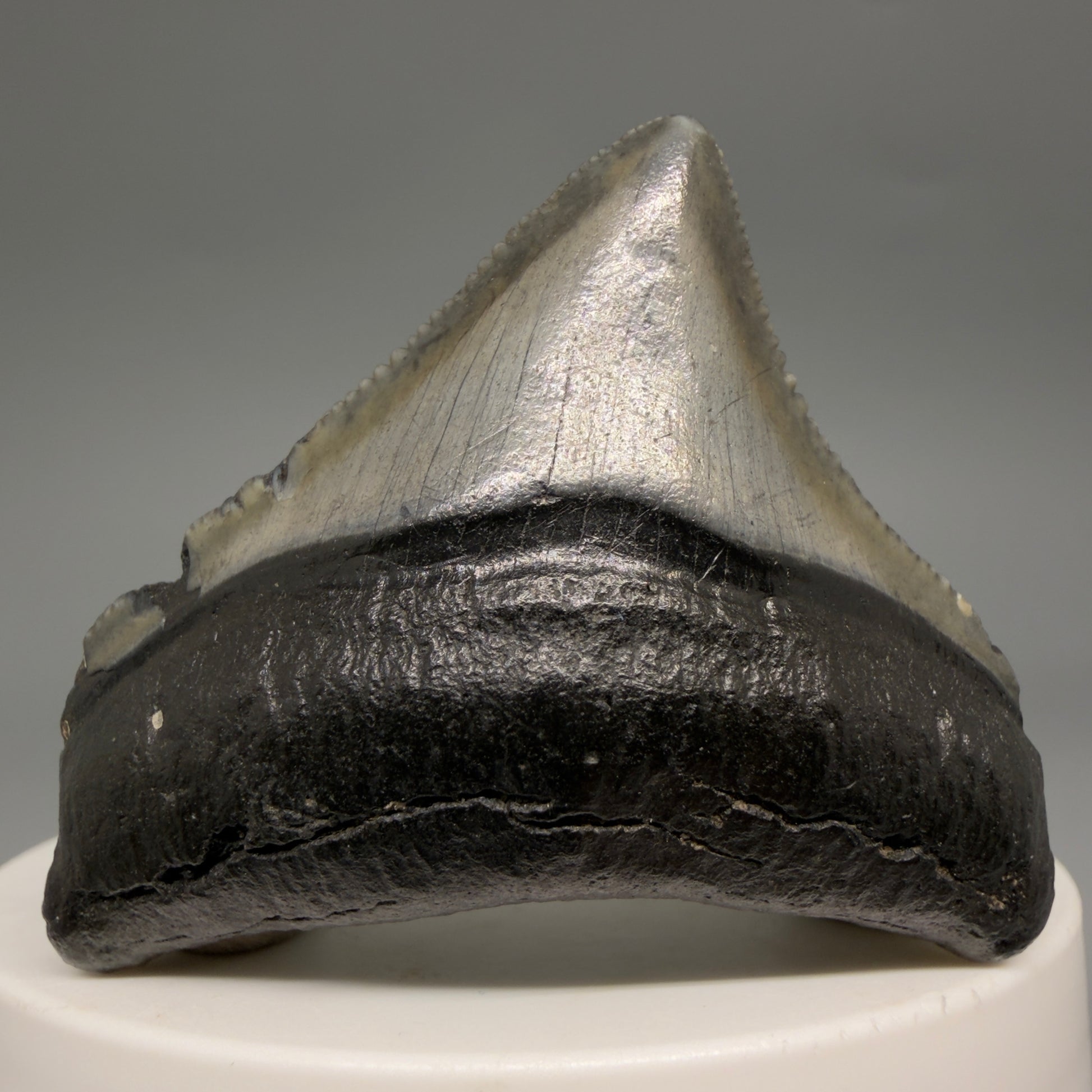 Front View Posterior, sharply serrated 1.87" Fossil Megalodon Tooth – South Carolina River Find | Authentic megalodonteeth.com CM6545 - 1