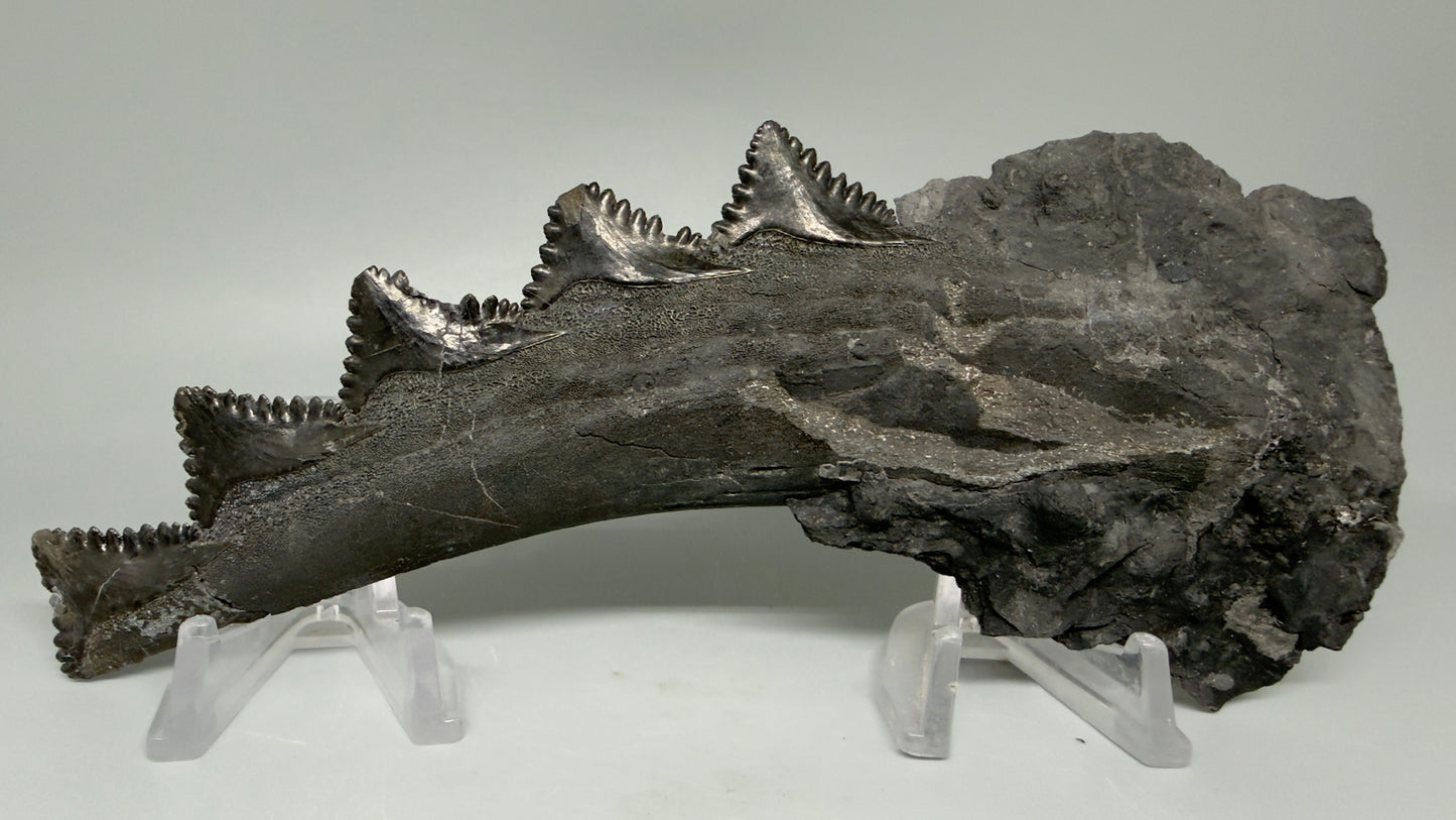 Front View Pyrite 7.15" Fossil Edestus heinrichi shark Jaw - 300 million years old R620 