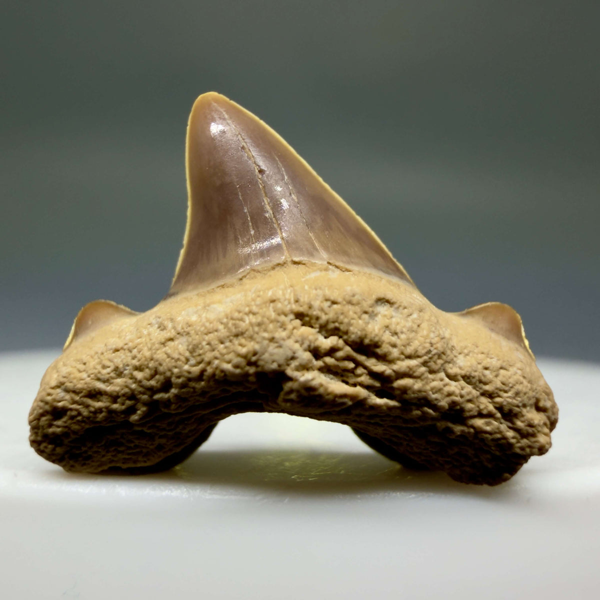 Front View Rare 0.74" Fossil Trigonotodus tusbairicus - Extinct Thresher Shark Tooth from Kazakhstan megalodonteeth.com R657