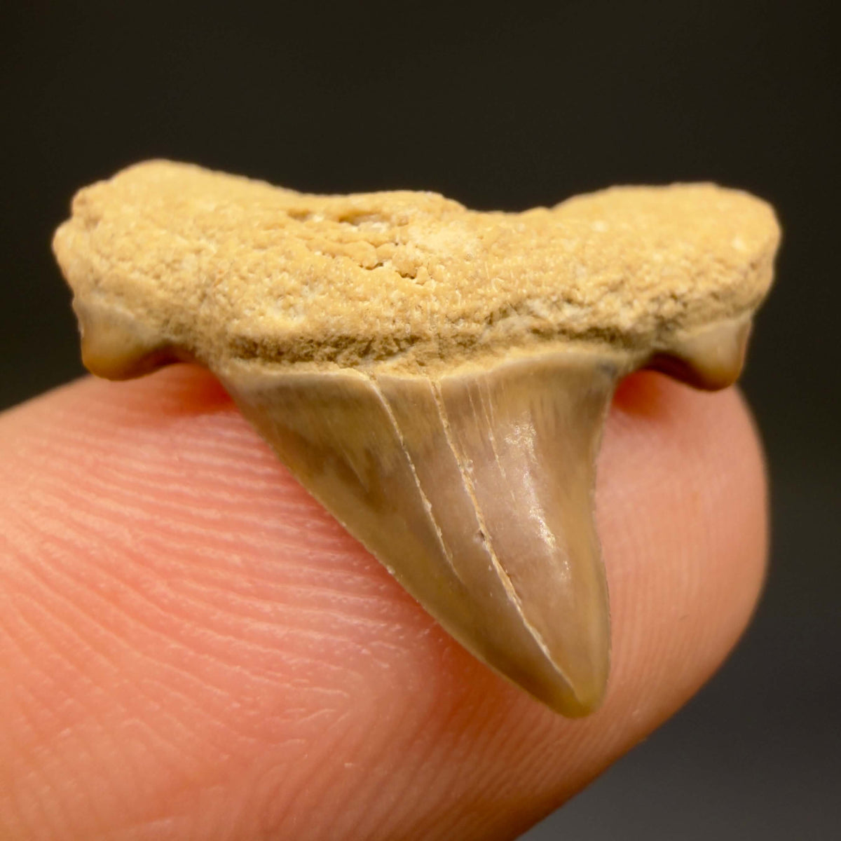 Front View Rare 0.74" Fossil Trigonotodus tusbairicus - Extinct Thresher Shark Tooth from Kazakhstan megalodonteeth.com R657 - 1