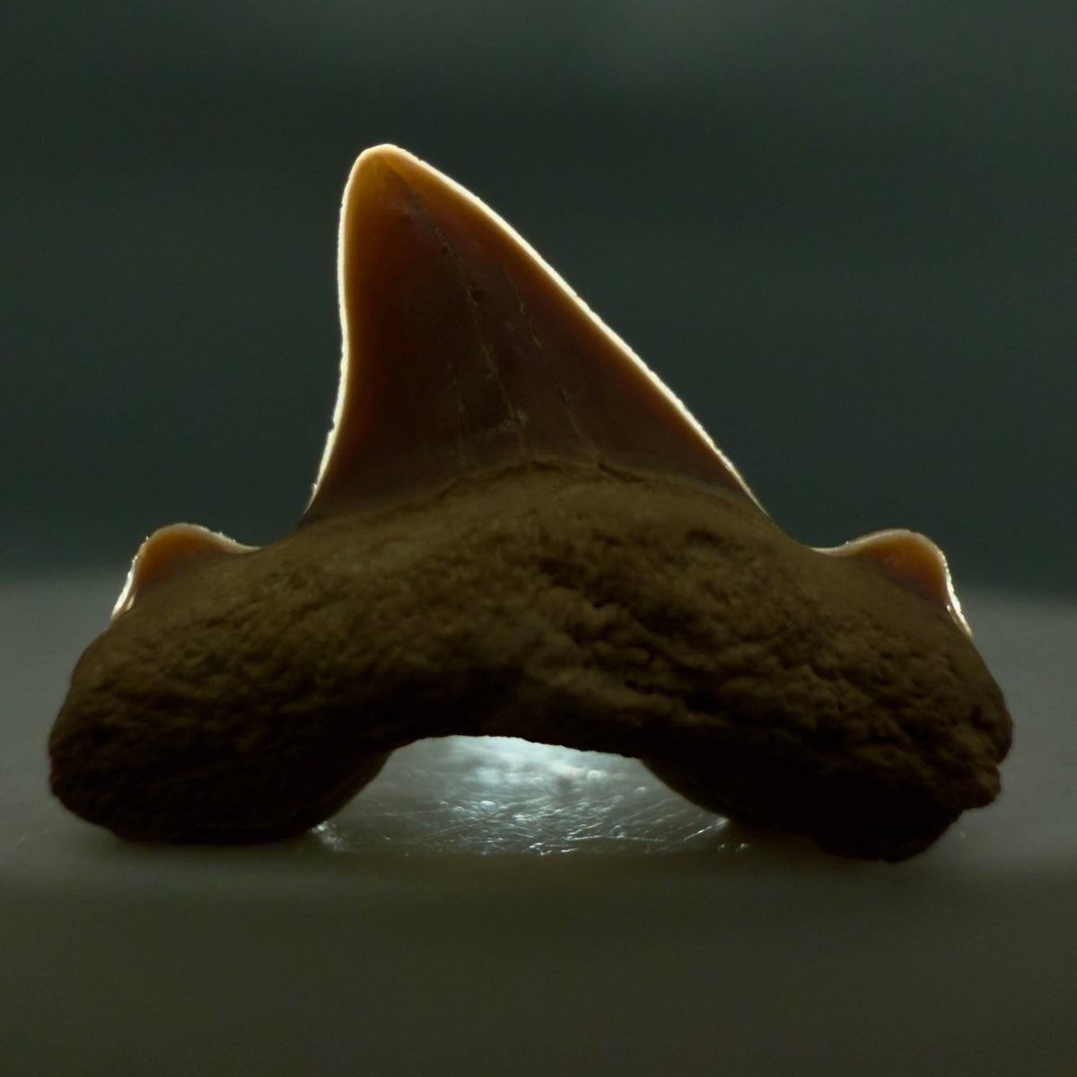 Front View Rare 0.74" Fossil Trigonotodus tusbairicus - Extinct Thresher Shark Tooth from Kazakhstan megalodonteeth.com R657 - 2
