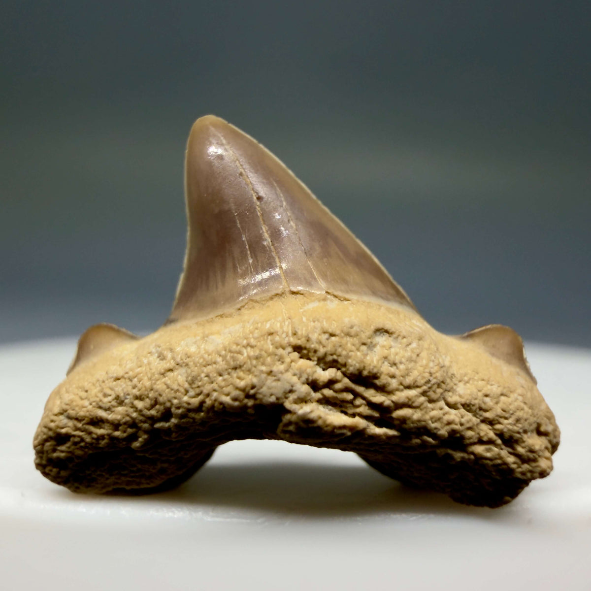 Front View Rare 0.74" Fossil Trigonotodus tusbairicus - Extinct Thresher Shark Tooth from Kazakhstan megalodonteeth.com R657 - 3