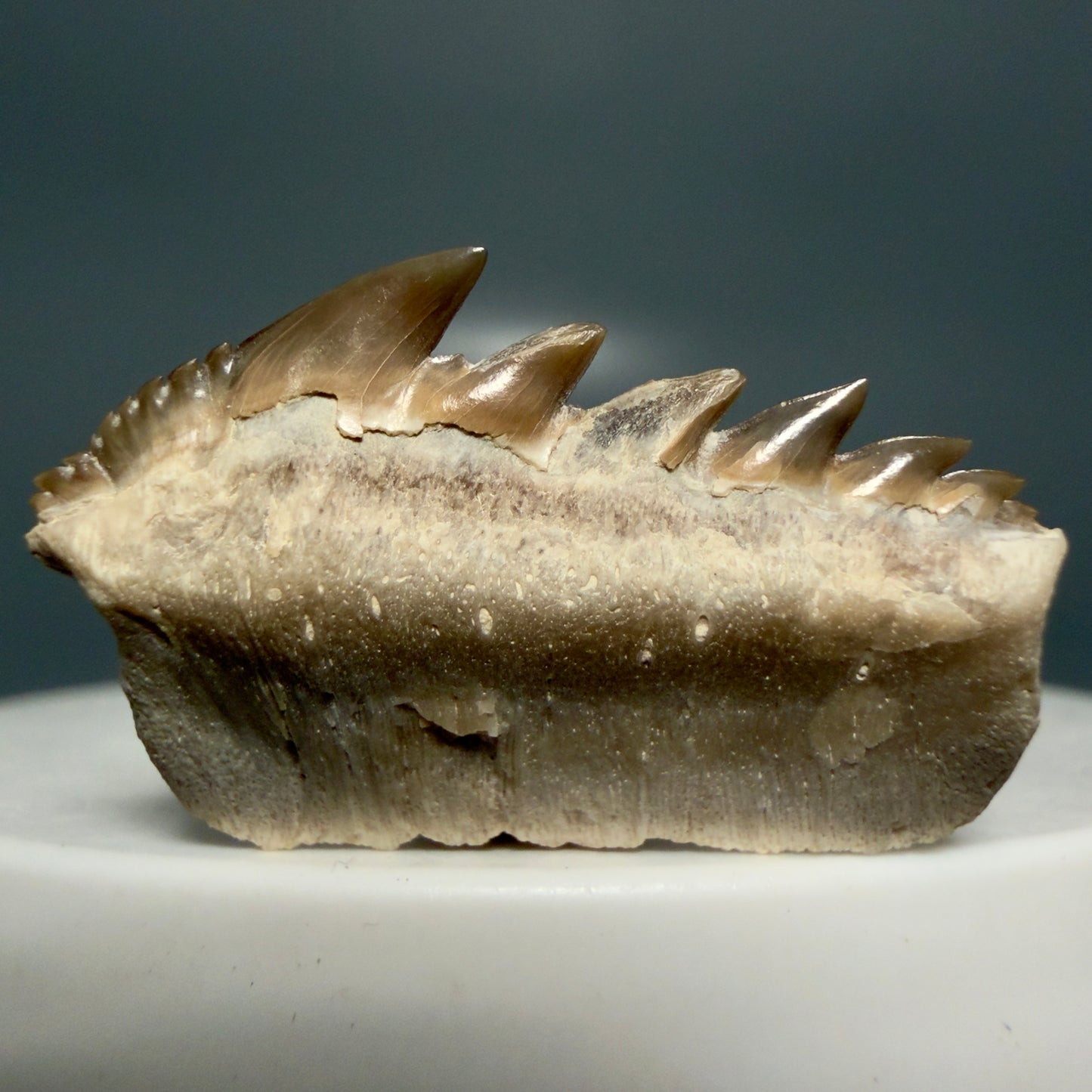 Front View Rare 1.10" wide Fossil Notorynchus kempi - Sevengill Cow Shark Tooth from Kazakhstan R638