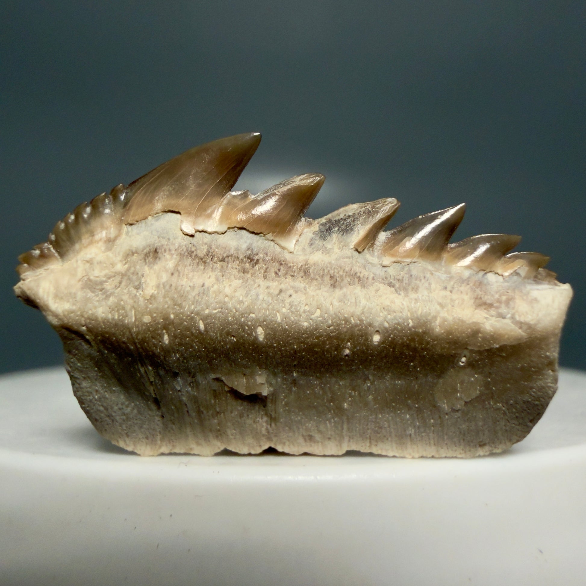 Front View Rare 1.10" wide Fossil Notorynchus kempi - Sevengill Cow Shark Tooth from Kazakhstan R638