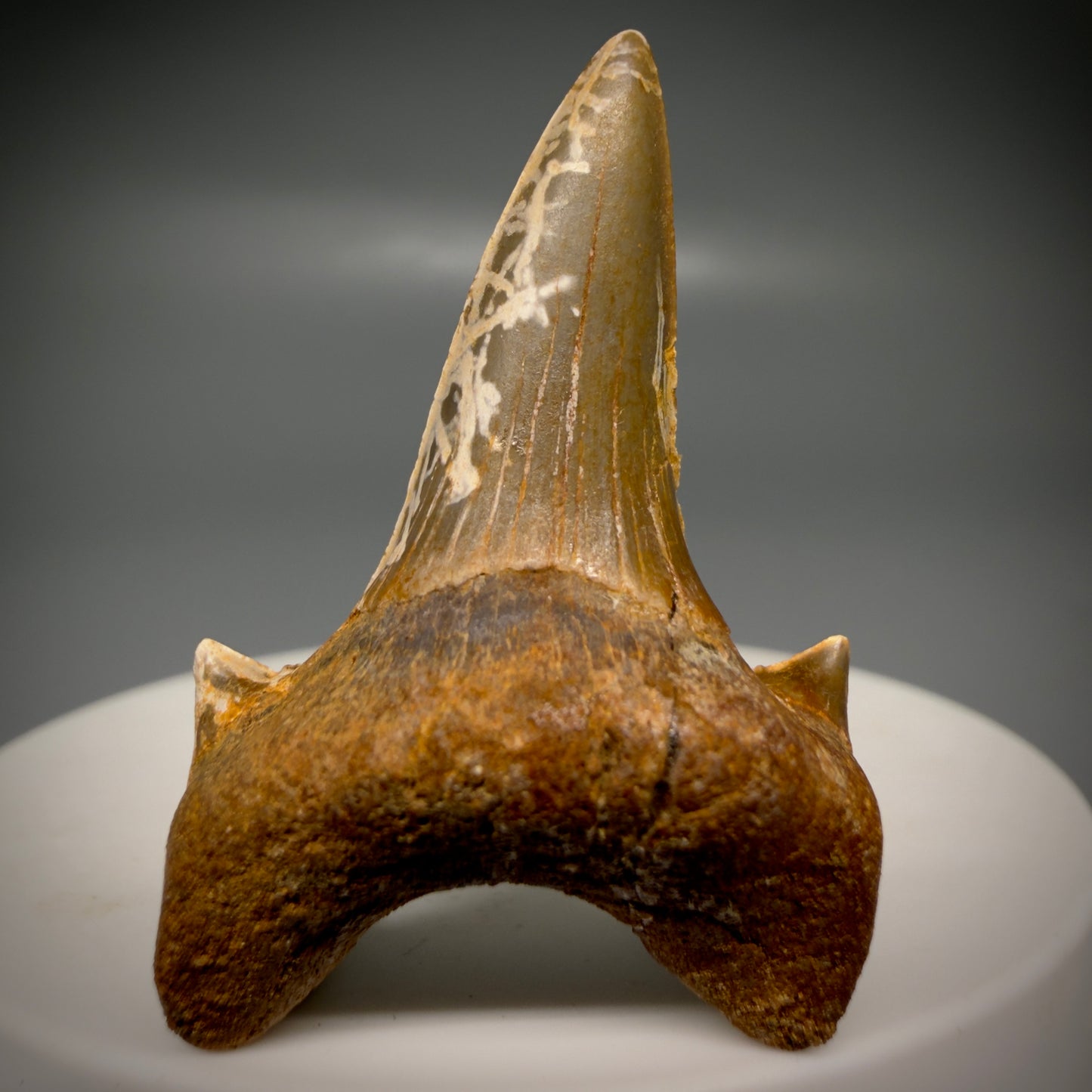 Front View Rare 1.63" Fossil Extinct Mackerel Shark tooth - Cretodus crassidens - from South Dakota CM640