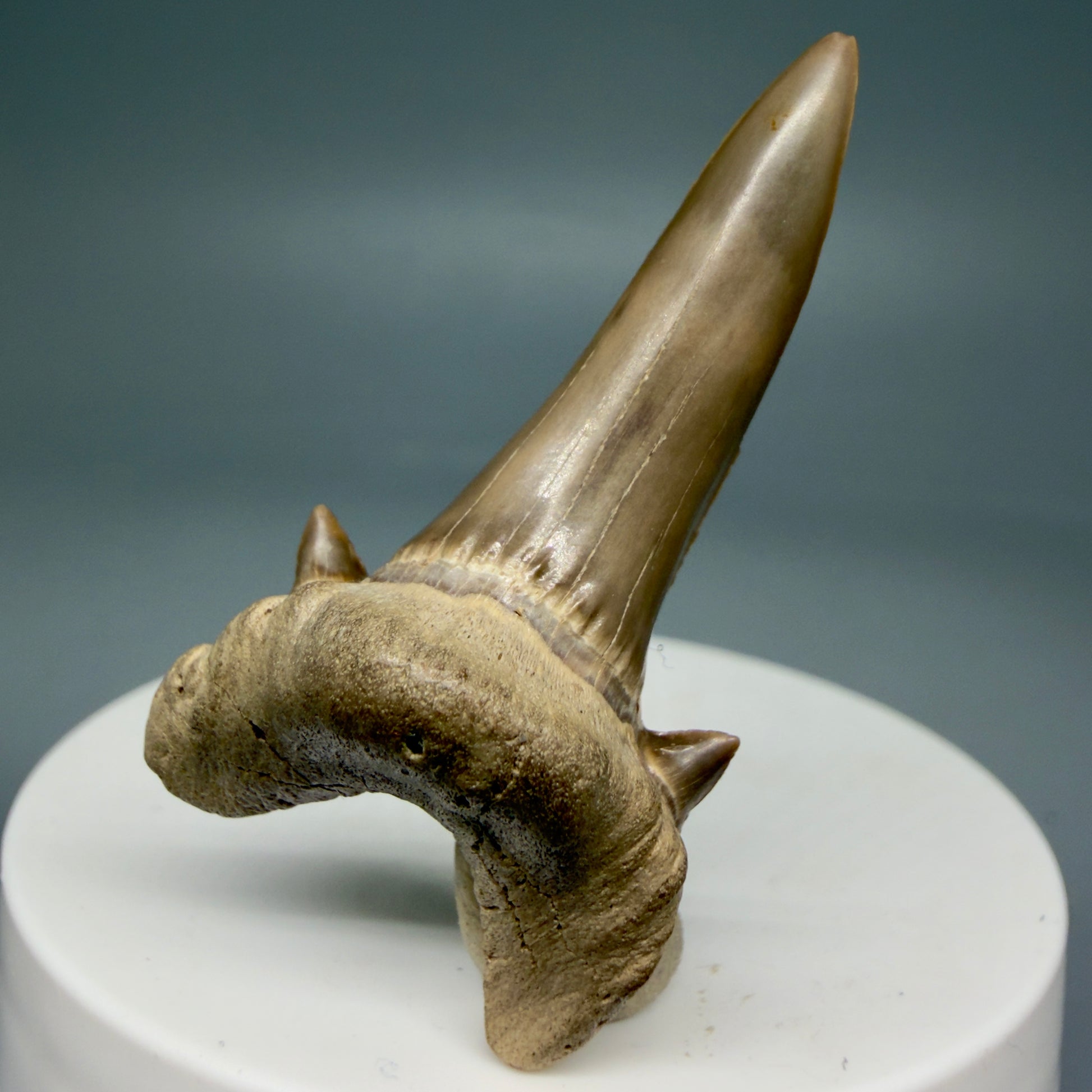 Front View Rare 1.93" Fossil Extinct Mackerel Shark tooth - Cretodus crassidens -  Dallas Co., TX R634