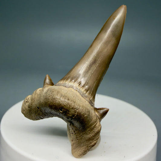 Front View Rare 1.93" Fossil Extinct Mackerel Shark tooth - Cretodus crassidens -  Dallas Co., TX R634