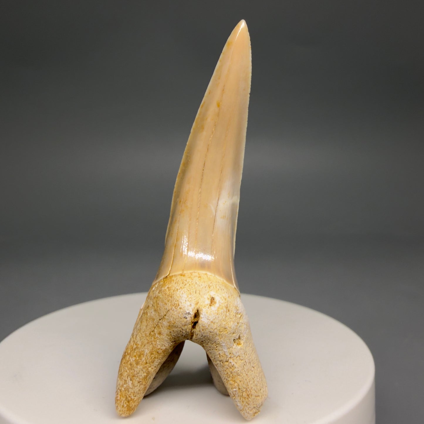 Front View Rare 2.15" Fossil Striatolamia macrota - Extinct Sand Tiger Shark Tooth from Harleyville, SC megalodonteeth.com R647