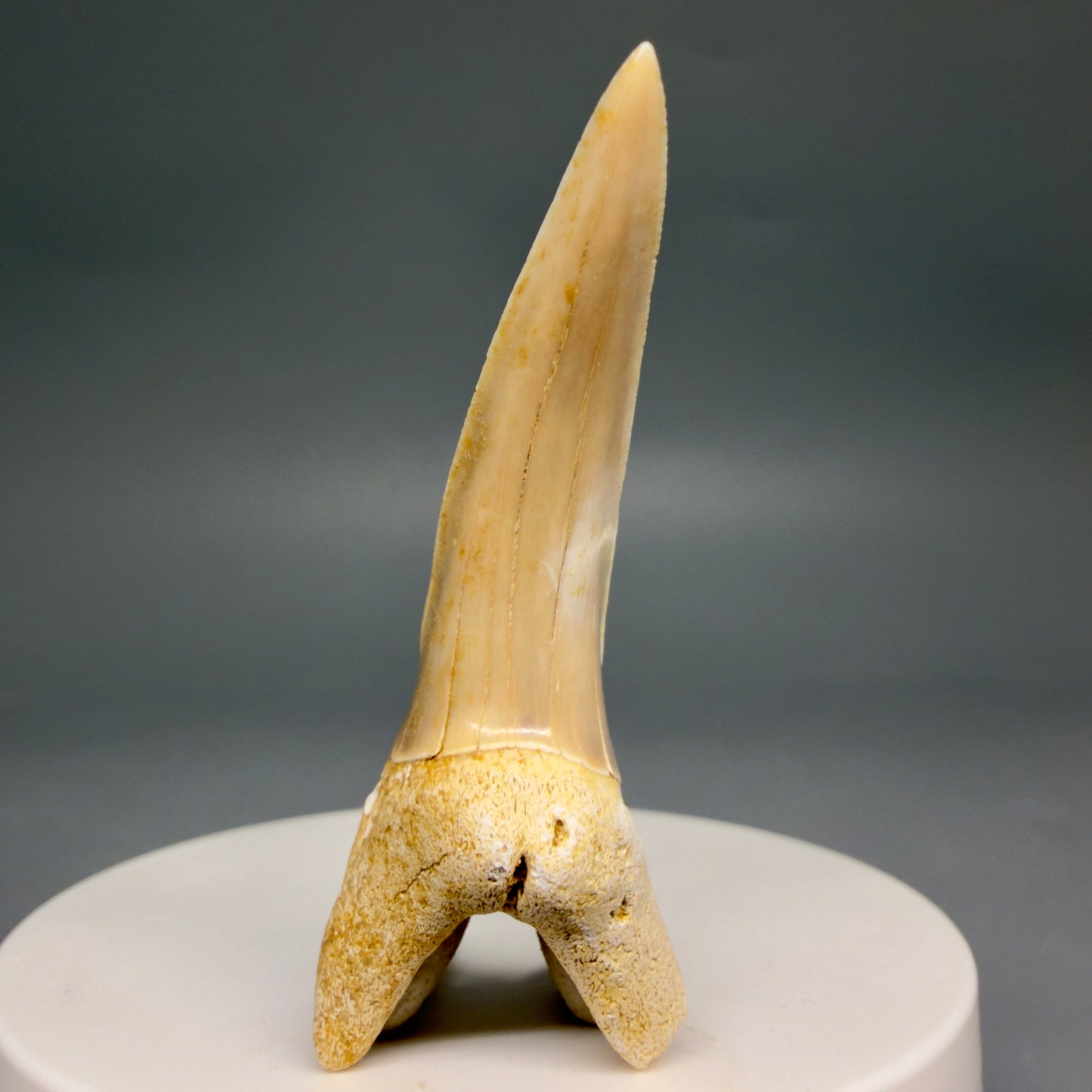 Front View Rare 2.15" Fossil Striatolamia macrota - Extinct Sand Tiger Shark Tooth from Harleyville, SC megalodonteeth.com R647 - 1