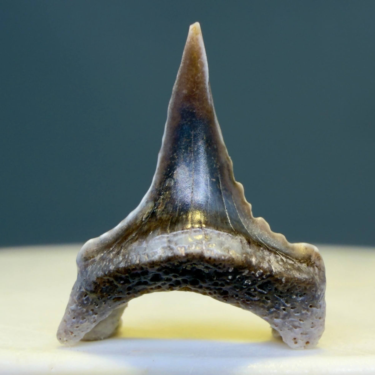 Front View Rare Baby lower 0.60" Juvenile Fossil Great White Shark Tooth from Peru GW1394