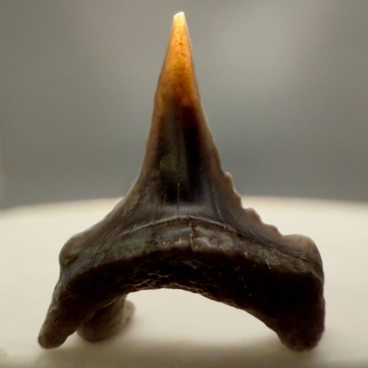 Front View Rare Baby lower 0.60" Juvenile Fossil Great White Shark Tooth from Peru GW1394 - 1
