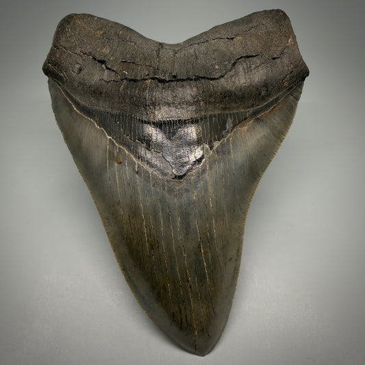 Front View Rare Collector Quality Large 5.37" Fossil Megalodon Shark Tooth - Georgia CM6273 