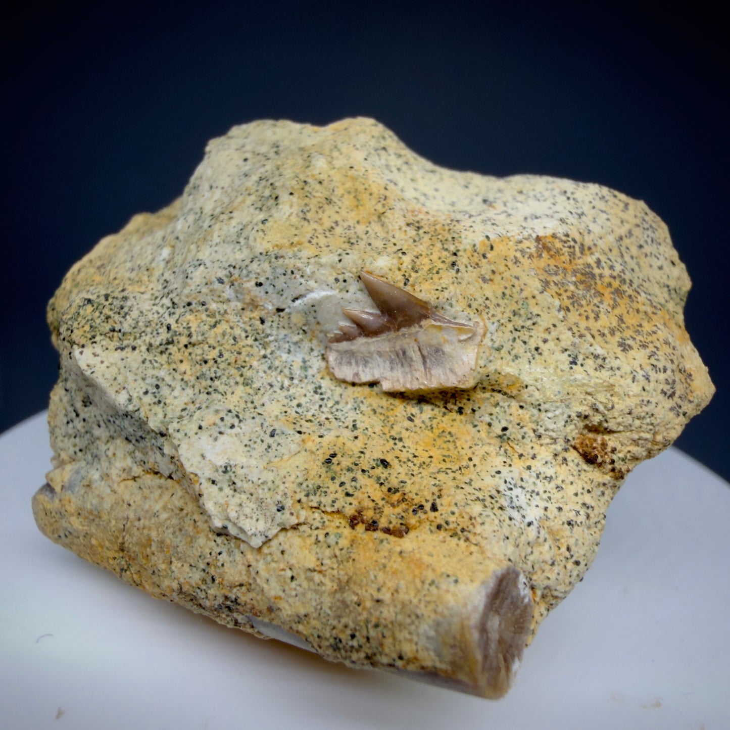 Front View Rare Crassodontidanus serratus Fossil Cow Shark Tooth in Matrix – Late Jurassic, Poland (0.36”) R623 