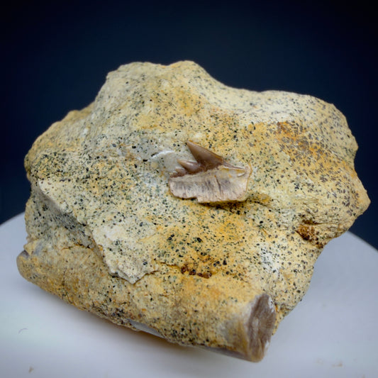 Front View Rare Crassodontidanus serratus Fossil Cow Shark Tooth in Matrix – Late Jurassic, Poland (0.36”) R623 